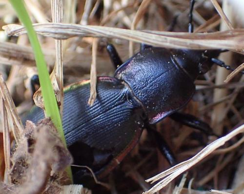 Réf. 181 424 : Carabus violaceus purpurascens